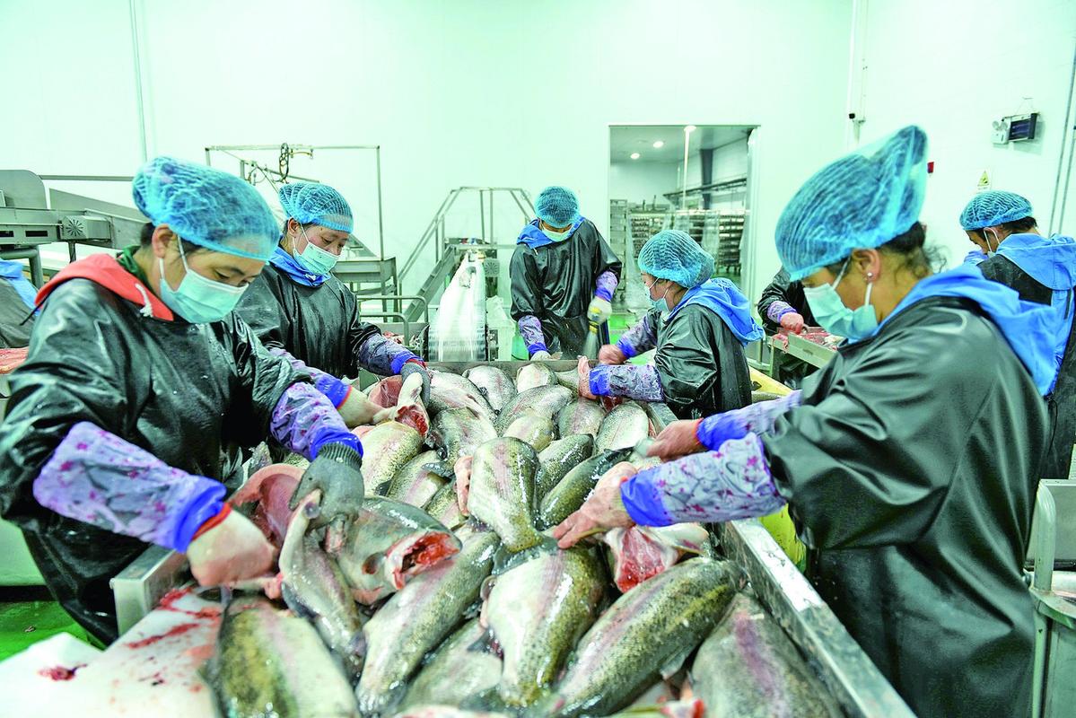 没有海,却占全国98%出口?青藏高原冷水鱼如何逆袭全球